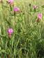 Trifolium sp.
